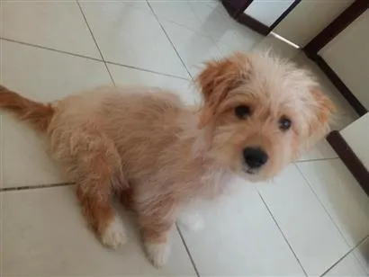 Cachorro raça Poodle idade 2 a 6 meses nome Spake 