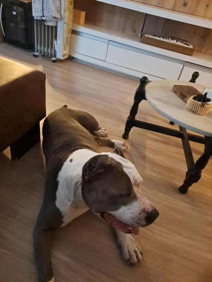 Cachorro raça SRD-ViraLata idade 2 anos nome não sabemos