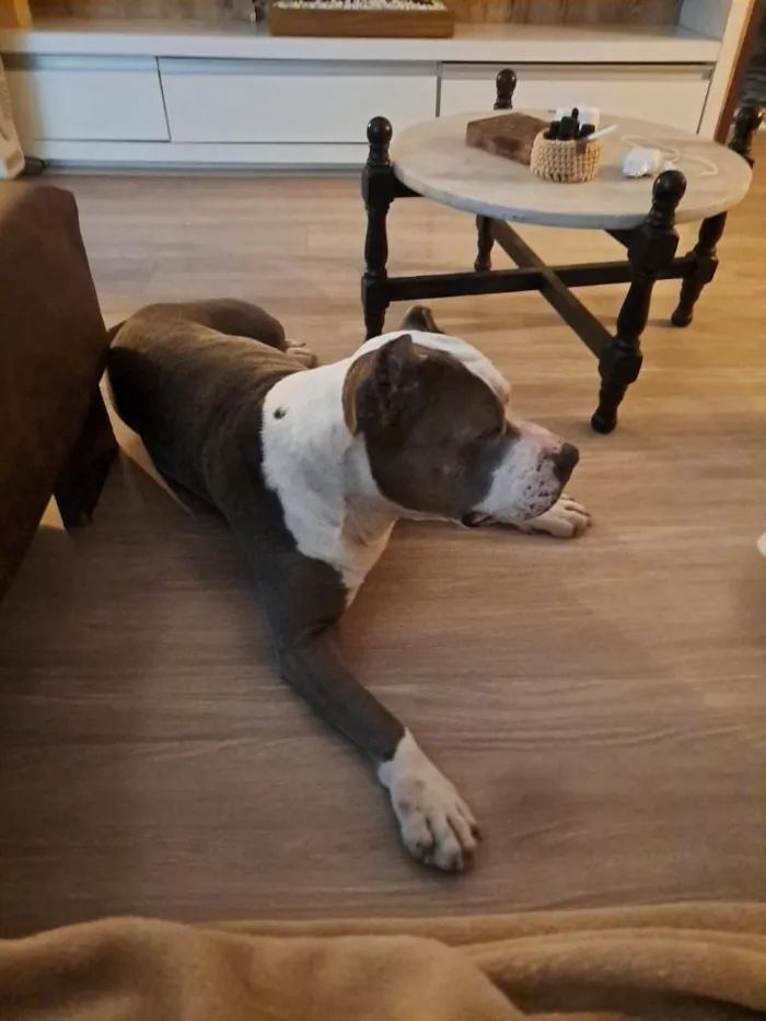 Cachorro raça SRD-ViraLata idade 2 anos nome não sabemos