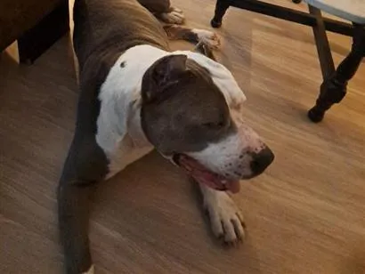 Cachorro raça SRD-ViraLata idade 2 anos nome não sabemos