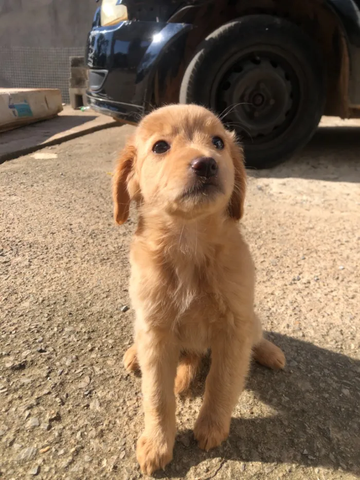 Cachorro raça SRD-ViraLata idade 2 a 6 meses nome Bella, billy e hany