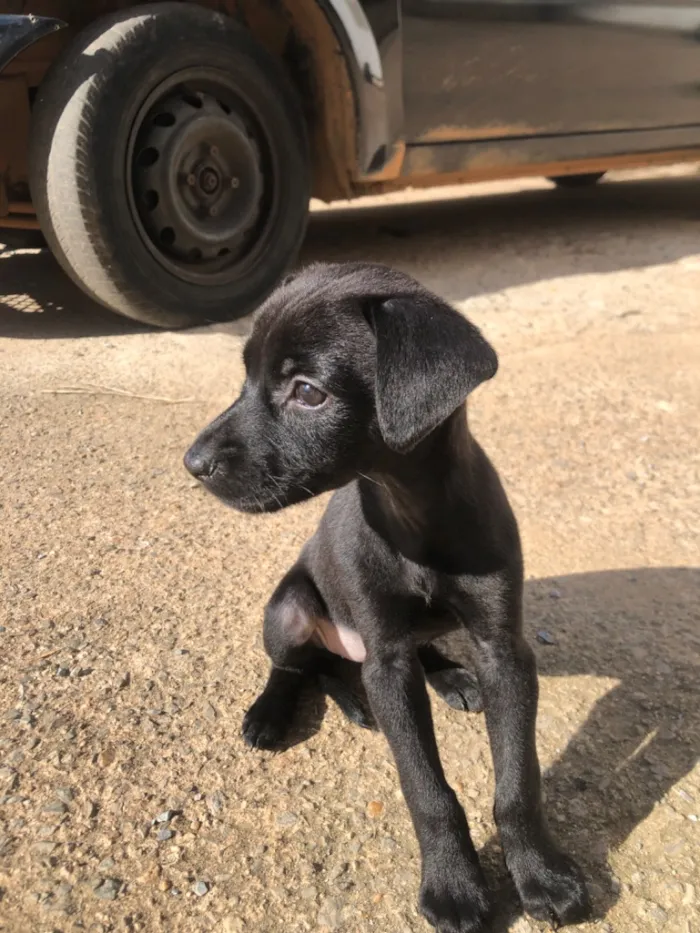 Cachorro raça SRD-ViraLata idade 2 a 6 meses nome Bella, billy e hany