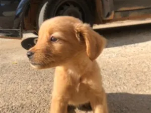 Cachorro raça SRD-ViraLata idade 2 a 6 meses nome Bella, billy e hany