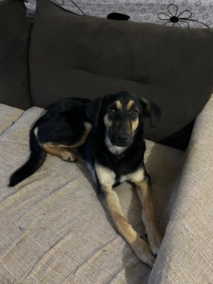 Cachorro raça SRD-ViraLata idade 7 a 11 meses nome Duda