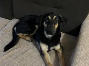 Cachorro raça SRD-ViraLata idade 7 a 11 meses nome Duda