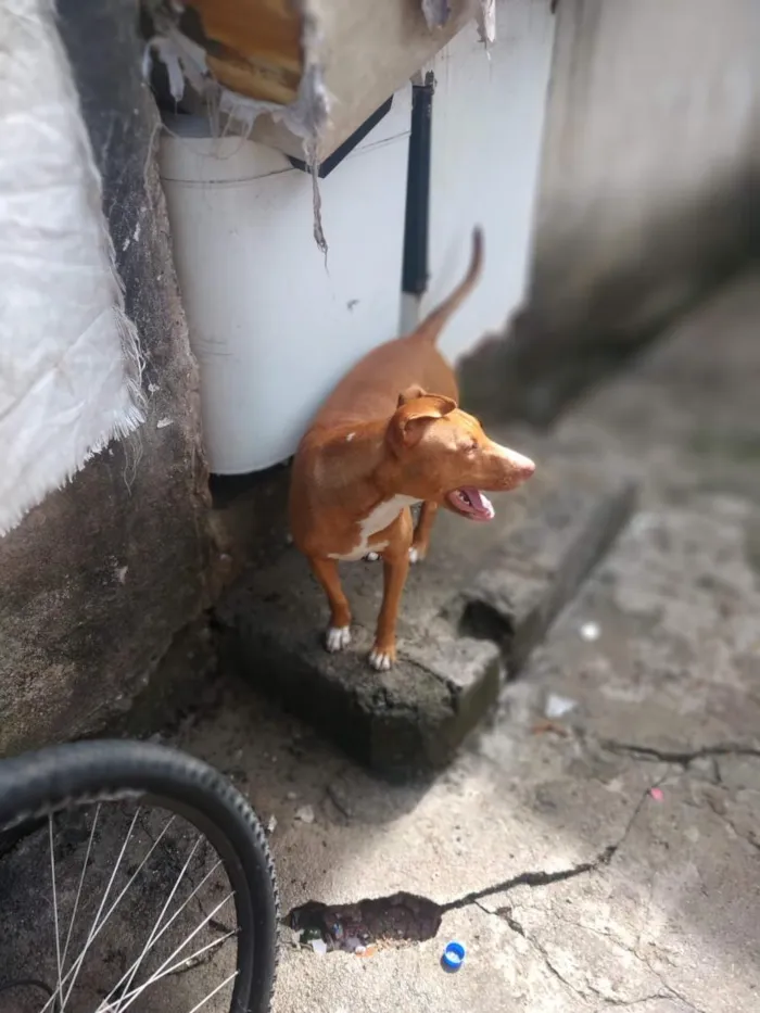 Cachorro raça Pit-Bull idade 5 anos nome Pandora