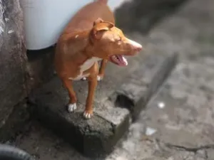 Cachorro raça Pit-Bull idade 5 anos nome Pandora
