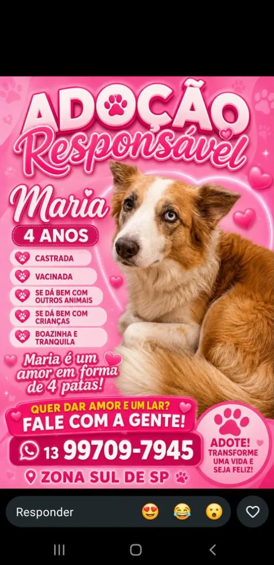 Cachorro raça Bodcoller idade 4 anos nome Safhyra