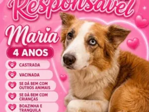 Cachorro raça Bodcoller idade 4 anos nome Safhyra