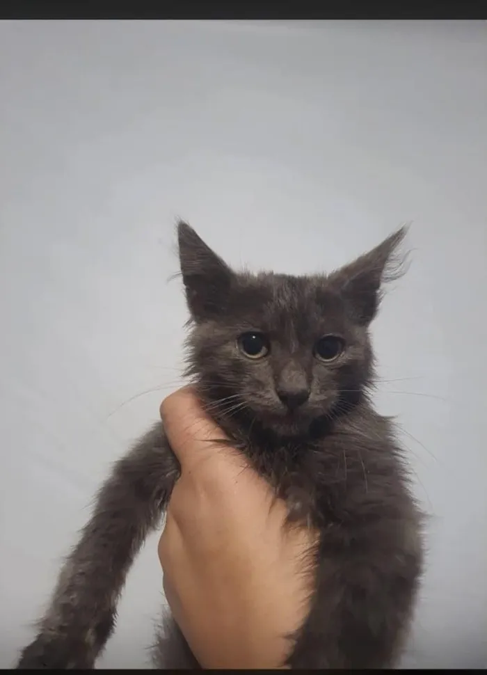 Gato raça SRD-ViraLata idade 2 a 6 meses nome bela Maria 
