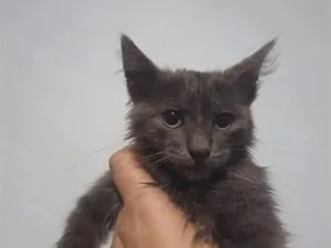 Gato raça SRD-ViraLata idade 2 a 6 meses nome bela Maria 