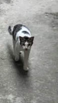 Pintada 