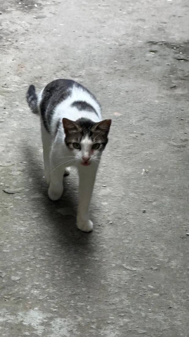 Gato raça SRD-ViraLata idade 7 a 11 meses nome Pintada 