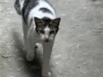 Pintada 