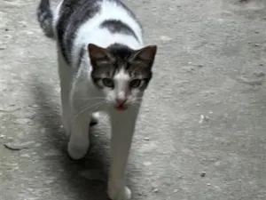 Gato raça SRD-ViraLata idade 7 a 11 meses nome Pintada 