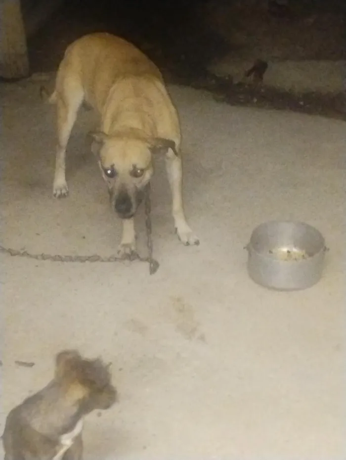 Cachorro raça SRD-ViraLata idade 2 anos nome aparecido 