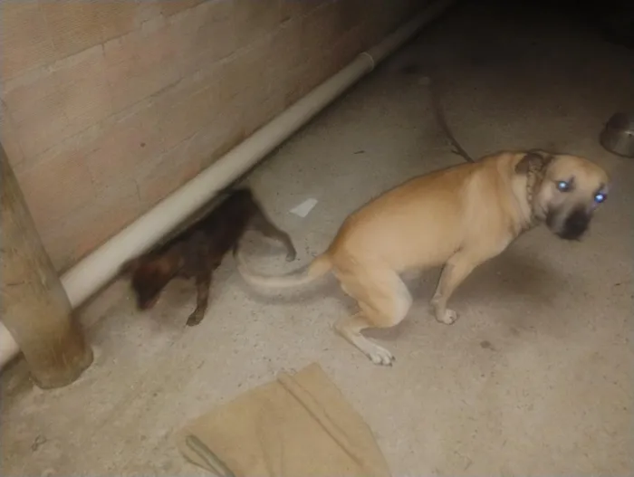 Cachorro raça SRD-ViraLata idade 2 anos nome aparecido 