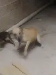 aparecido 