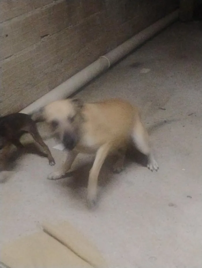 Cachorro raça SRD-ViraLata idade 2 anos nome aparecido 