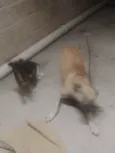 aparecido 
