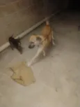 aparecido 