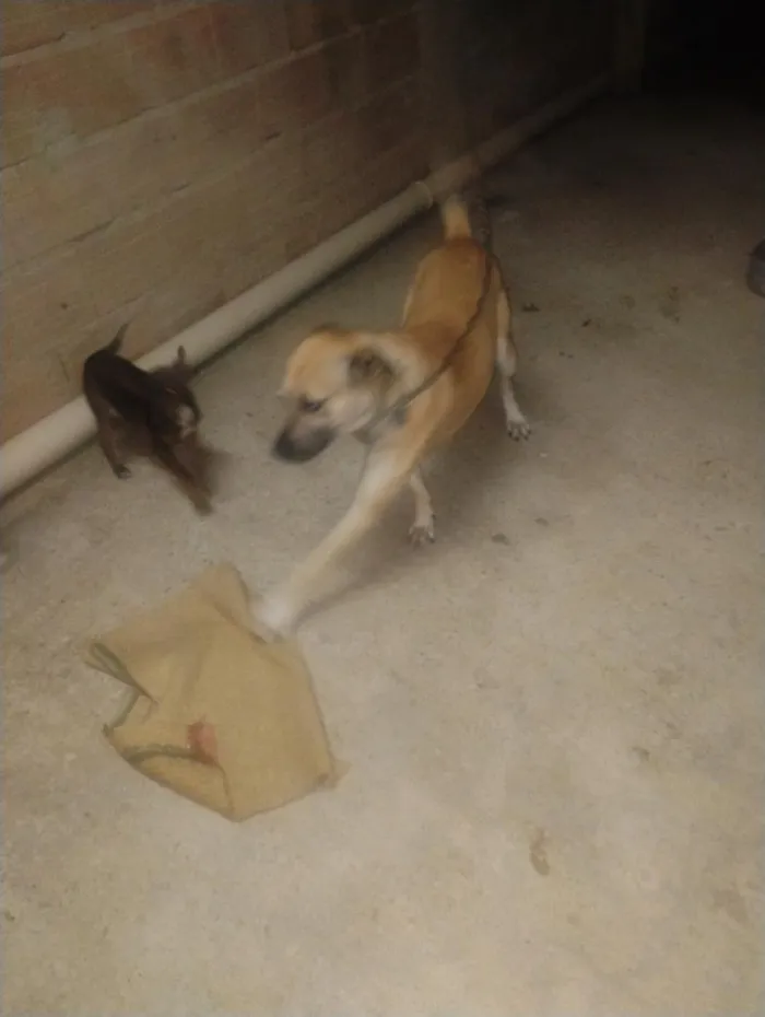 Cachorro raça SRD-ViraLata idade 2 anos nome aparecido 