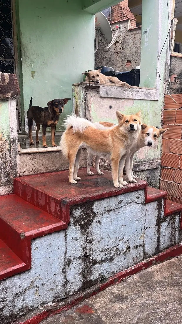Cachorro raça SRD-ViraLata idade 7 a 11 meses nome Laura