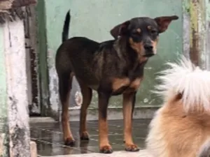 Cachorro raça SRD-ViraLata idade 7 a 11 meses nome Laura