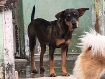 Cachorro raça SRD-ViraLata idade 7 a 11 meses nome Laura