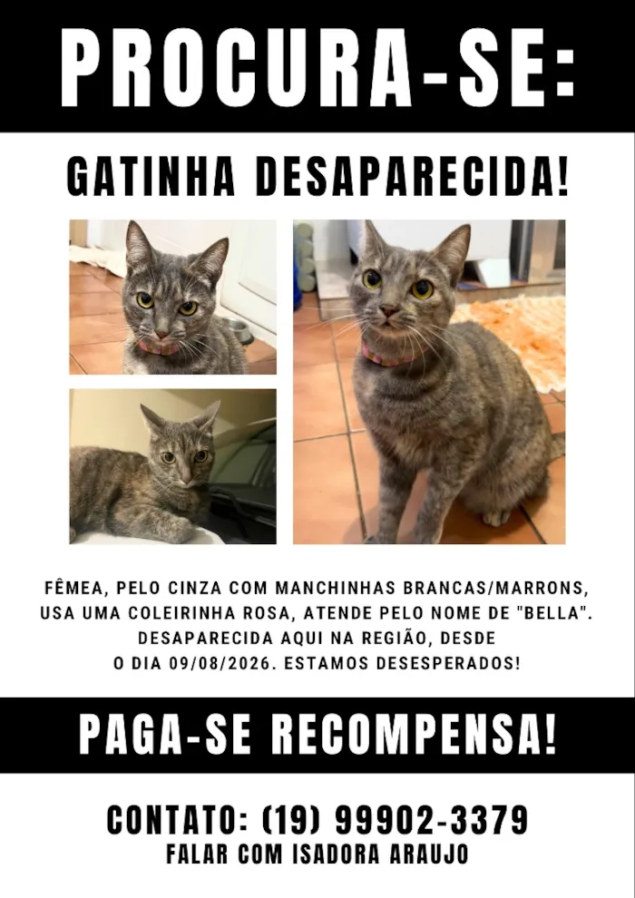 Gato raça SRD-ViraLata idade 2 anos nome Bella