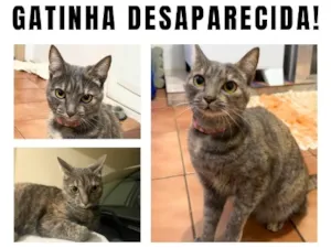 Gato raça SRD-ViraLata idade 2 anos nome Bella