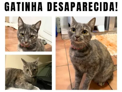 Gato raça SRD-ViraLata idade 2 anos nome Bella