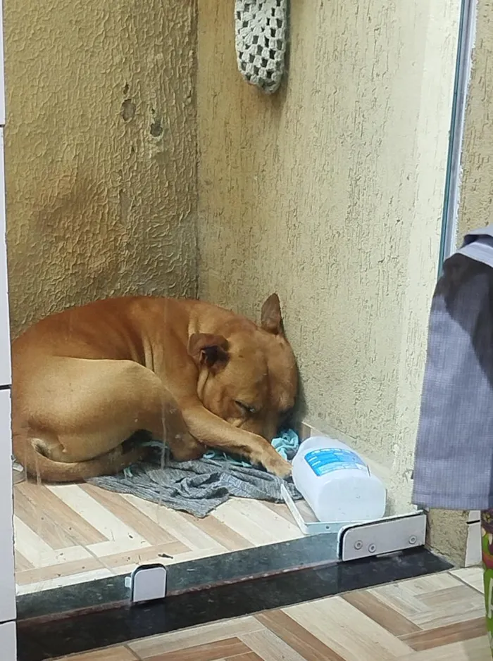 Cachorro raça Pit-Bull idade 6 ou mais anos nome Leo