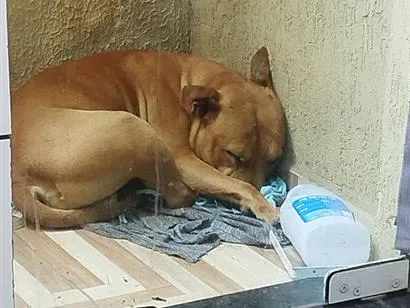 Cachorro raça Pit-Bull idade 6 ou mais anos nome Leo