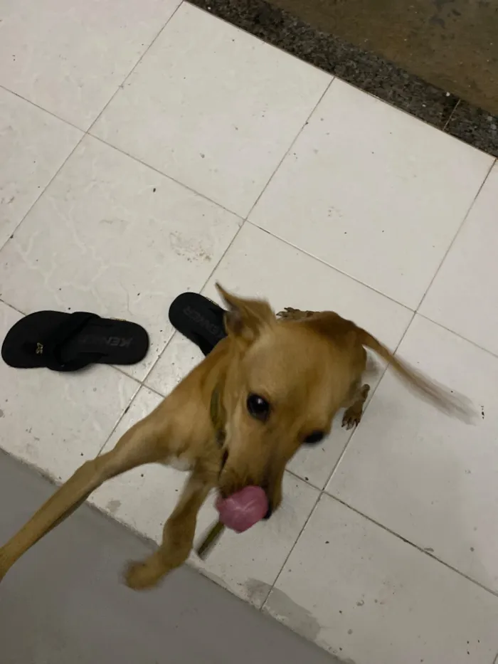 Cachorro raça SRD-ViraLata idade 1 ano nome Boby
