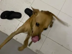 Cachorro raça SRD-ViraLata idade 1 ano nome Boby