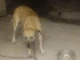 aparecido 
