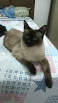 magnólia 