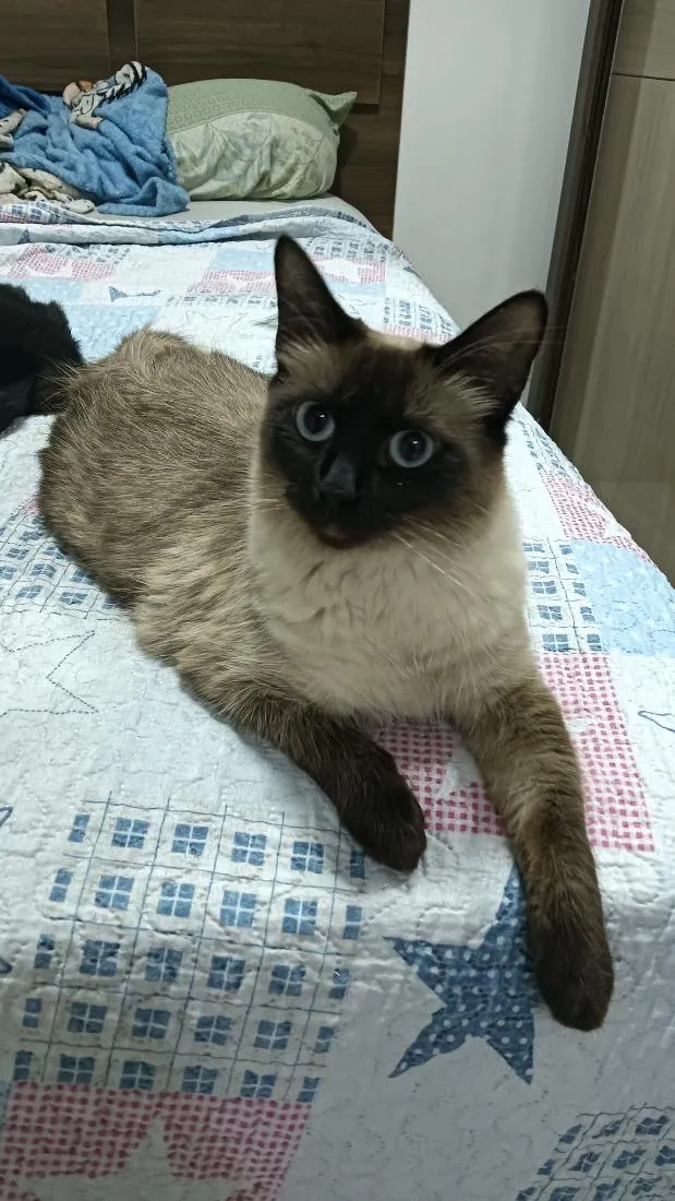 Gato raça Siamês idade 7 a 11 meses nome magnólia 