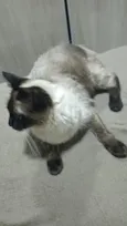 magnólia 
