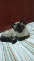 magnólia 