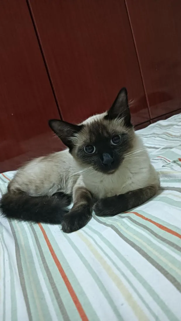 Gato raça Siamês idade 7 a 11 meses nome magnólia 