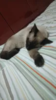 magnólia 
