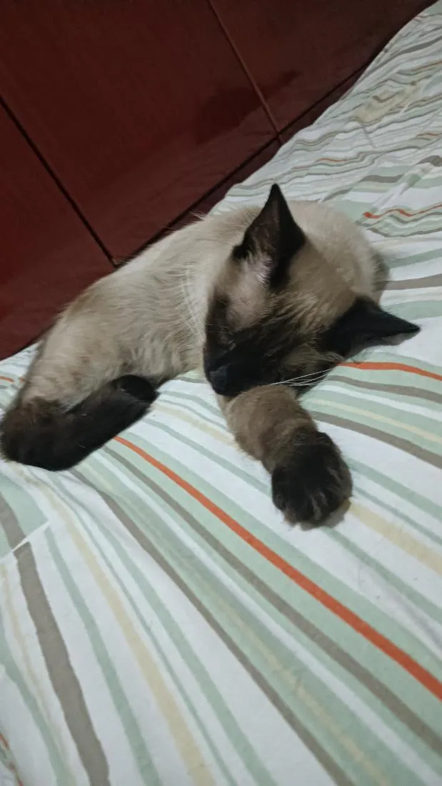 Gato raça Siamês idade 7 a 11 meses nome magnólia 