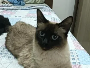 Gato raça Siamês idade 7 a 11 meses nome magnólia 