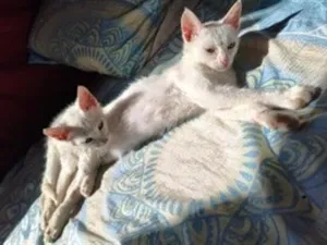 Gato raça SRD-ViraLata idade 2 a 6 meses nome princesa e príncipe 