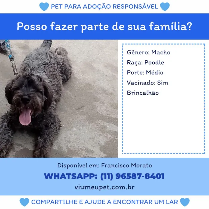 Cachorro raça Poodle idade 1 ano nome vagabundo 