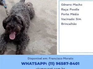 Cachorro raça Poodle idade 1 ano nome vagabundo 