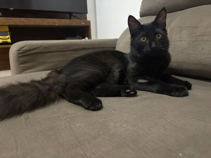 Gato raça SRD-ViraLata idade 2 a 6 meses nome Vini
