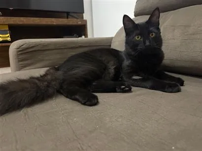 Gato raça SRD-ViraLata idade 2 a 6 meses nome Vini